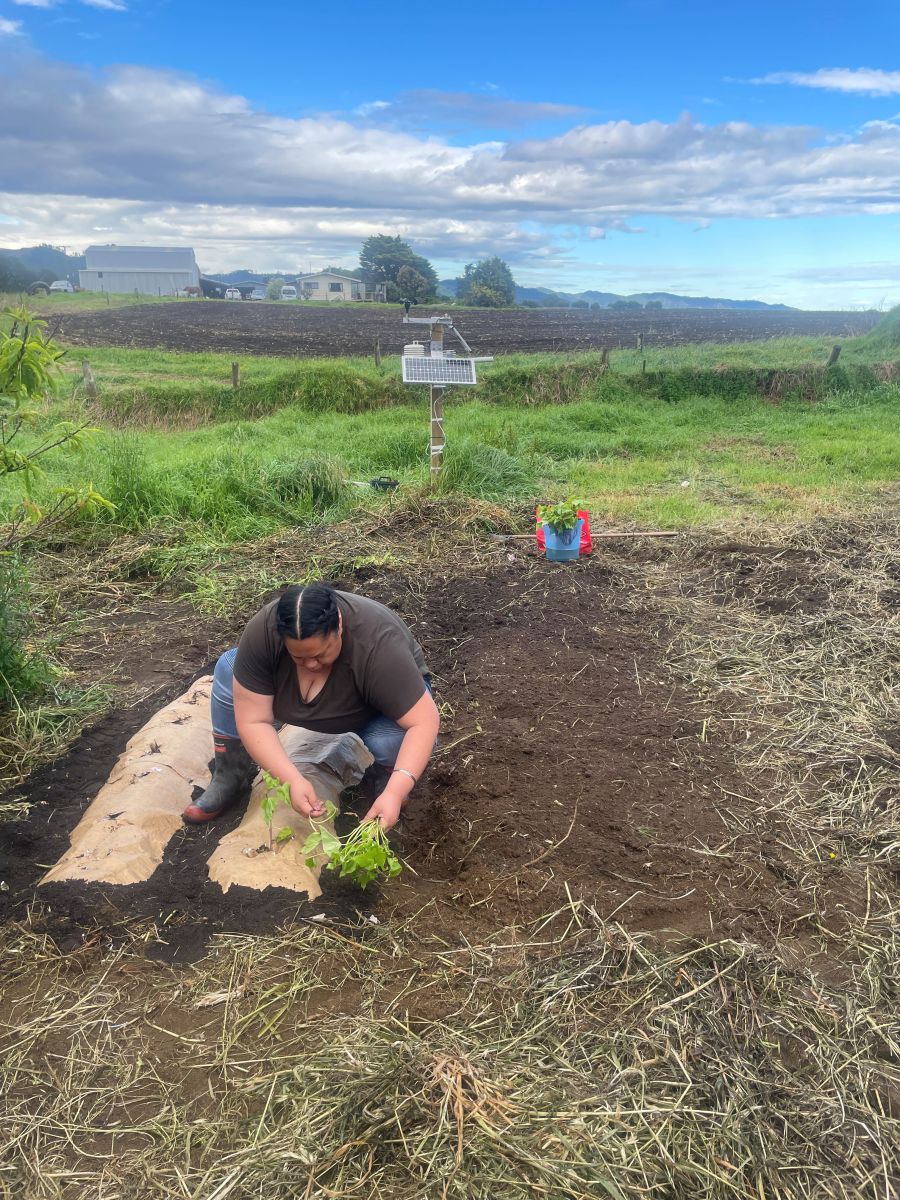 Trial crops planted as part of Māori agribusiness project in eastern Bay of Plenty