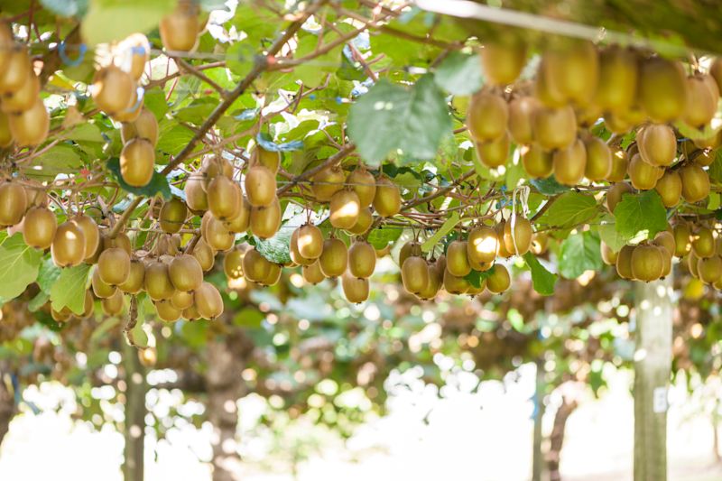 New Kiwifruit Breeding Centre launches to boost innovation