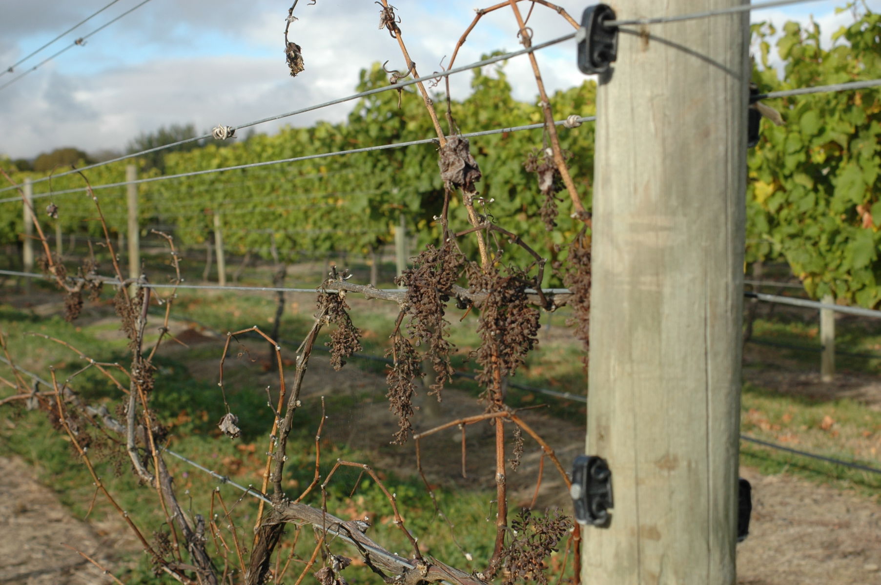 Student research is developing grapevine and wine research capability