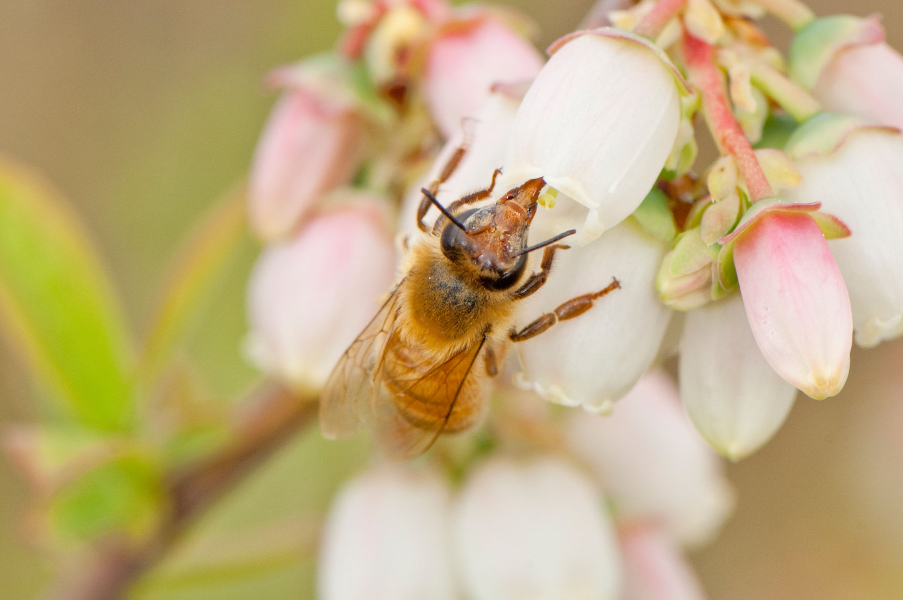Protective covers reduce honey bee foraging and colony strength