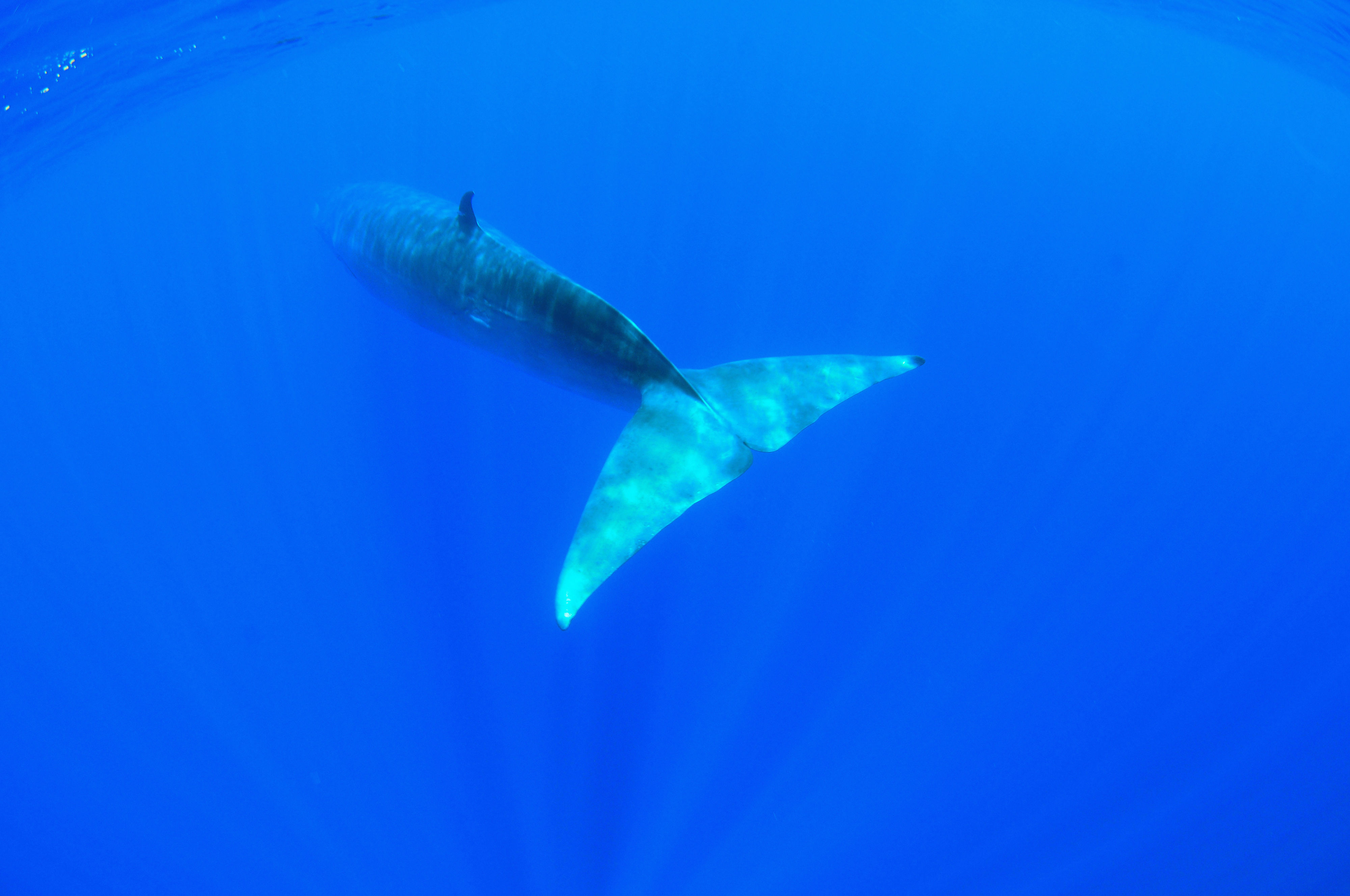 Bryde Whale Tail