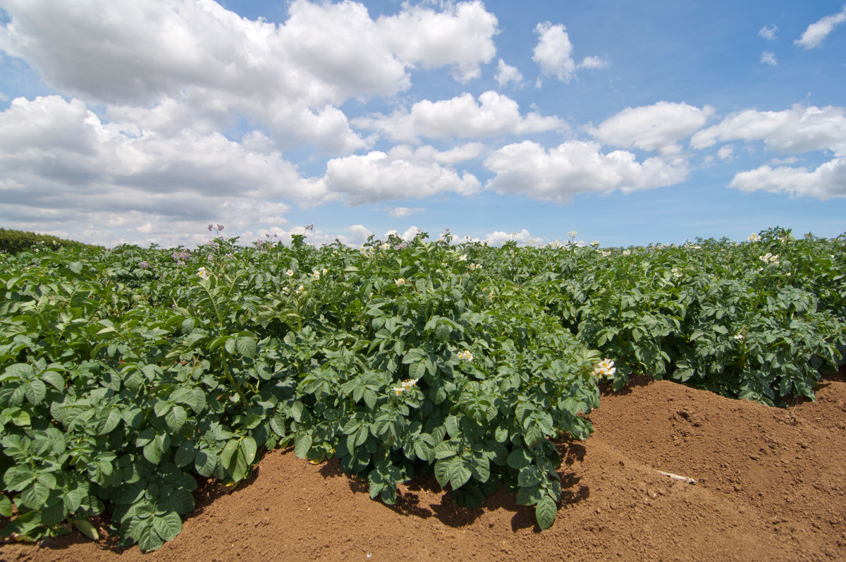 Potatoes in the field