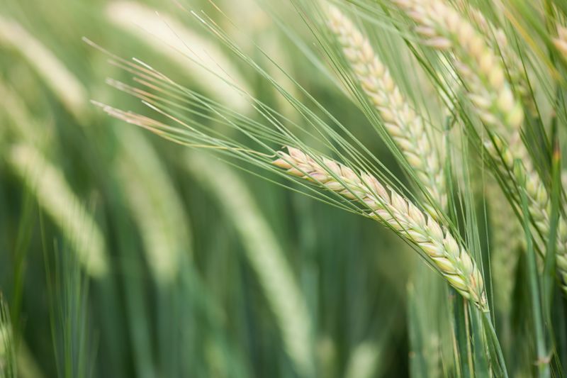 Boosting barley production