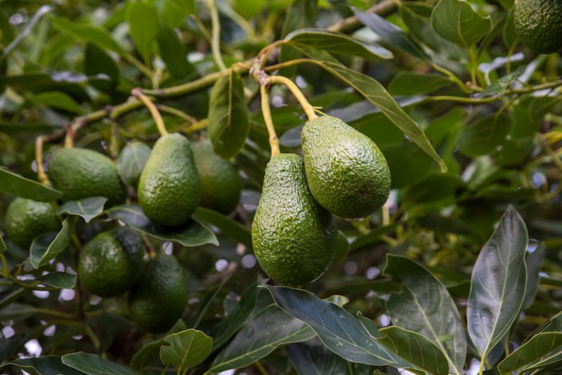 Fooling leafrollers to save our avocados