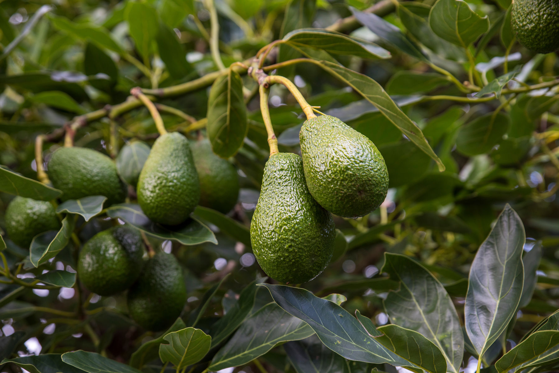 Fooling leafrollers to save our avocados