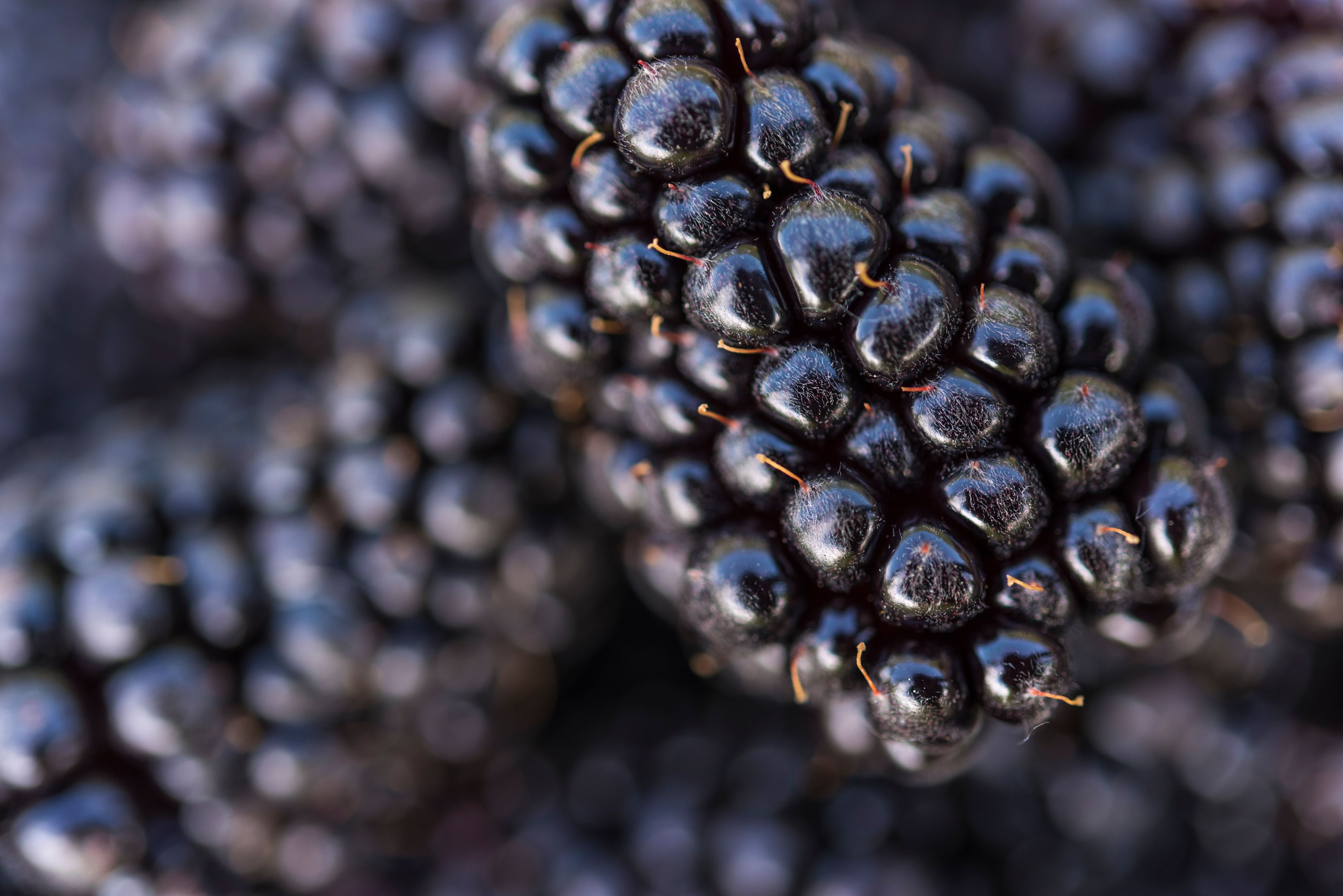 Boysenberry research study · Plant & Food Research