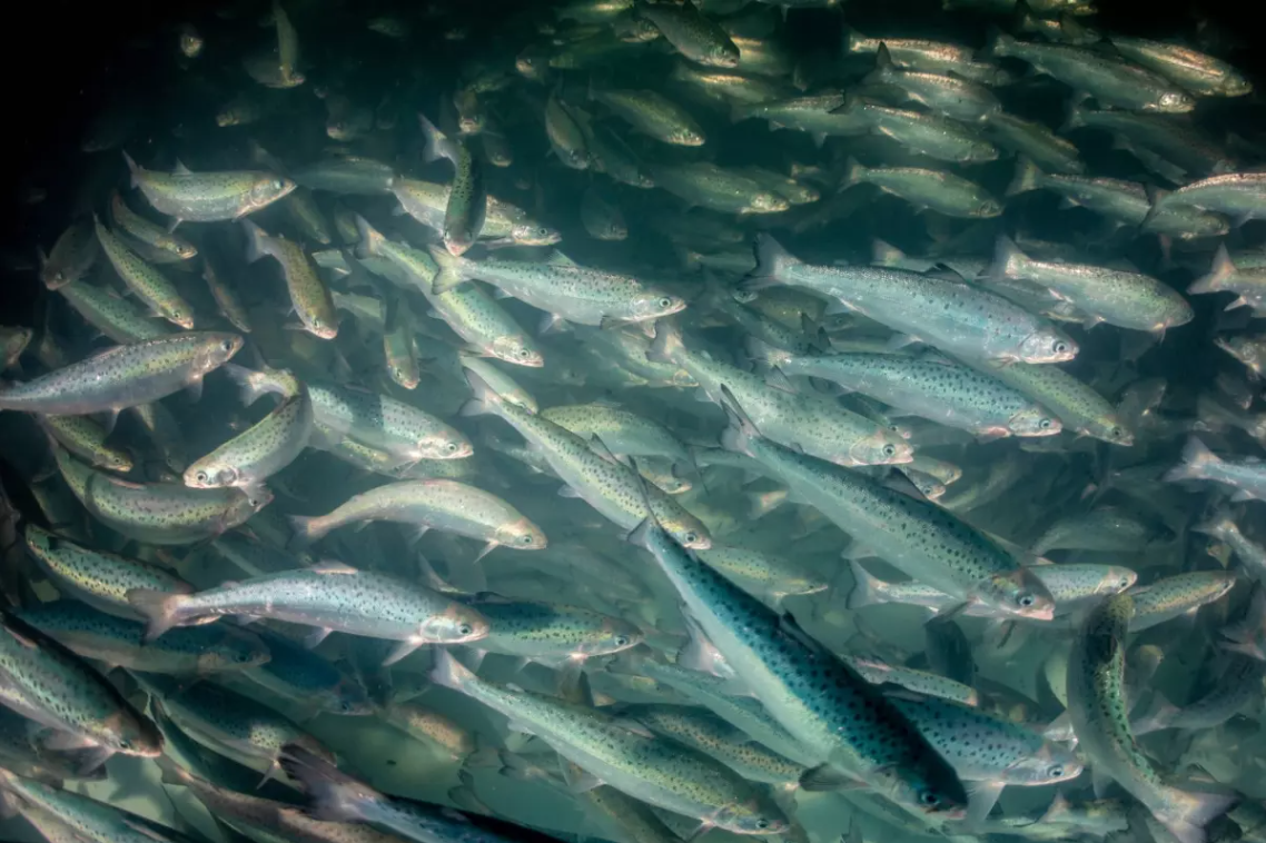 Atlantic salmon energy use 