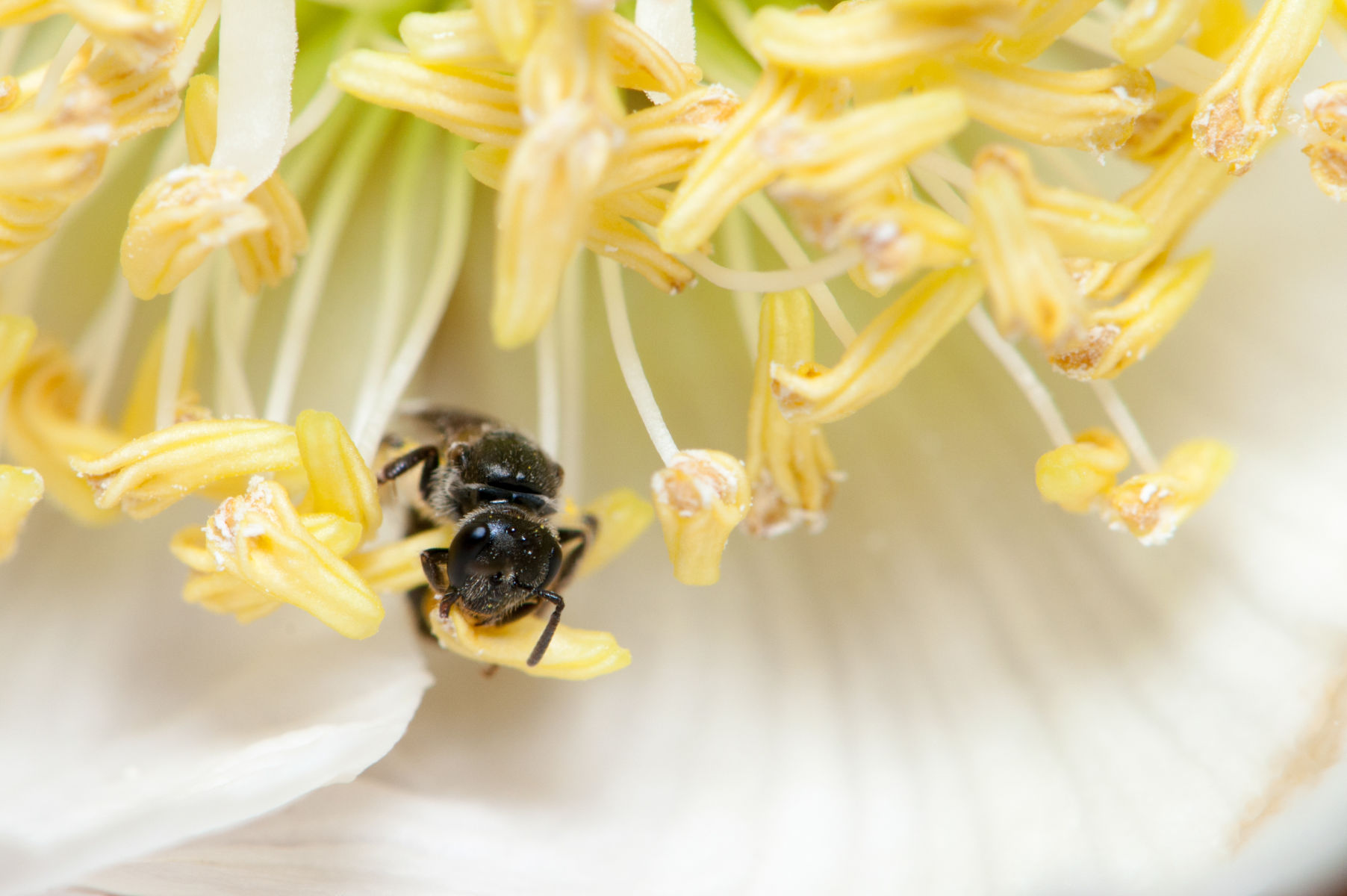 Designing plantings to boost pollination in kiwifruit