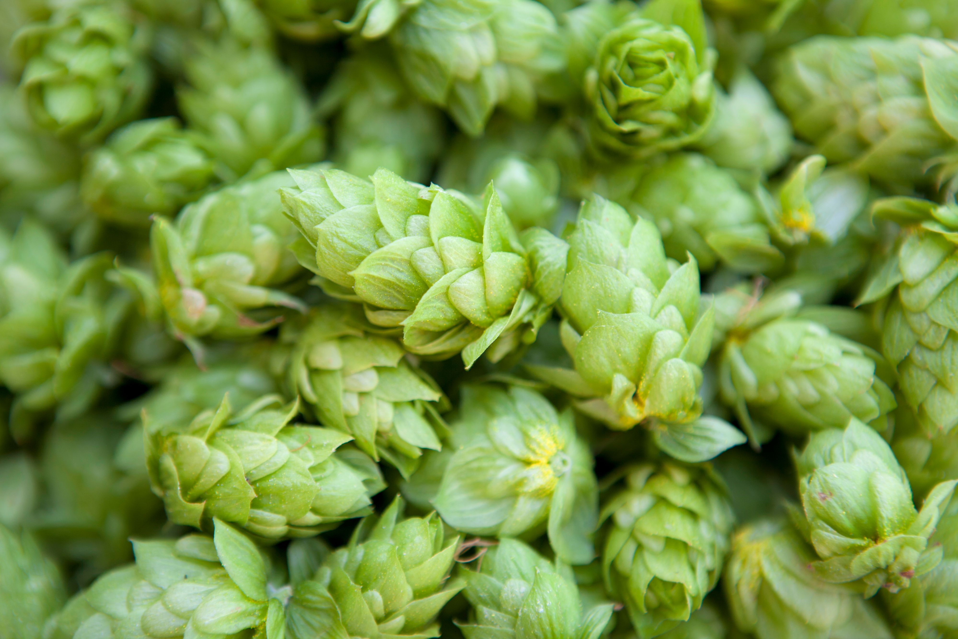 clinical-trial-2024-new-zealand-hops-extract- research-study-hero