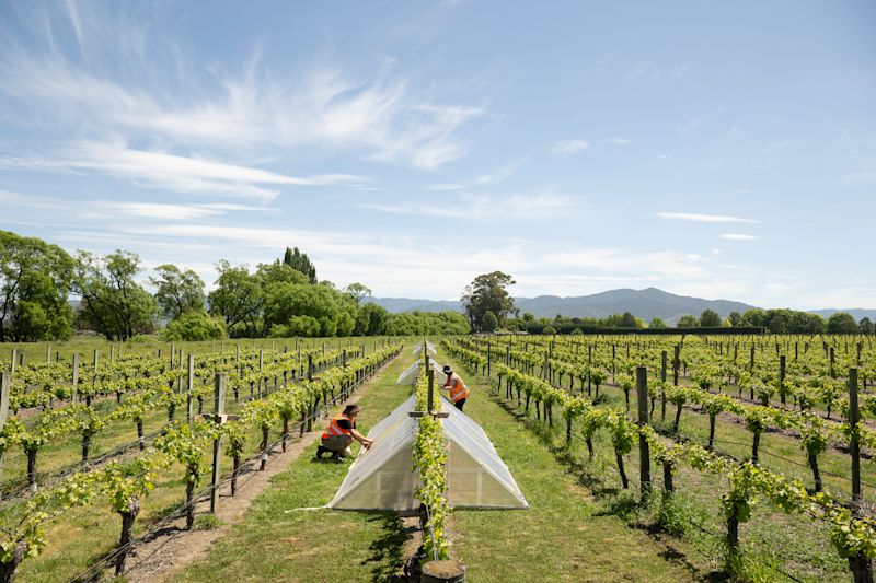 Irrigation tools for Marlborough grape growers