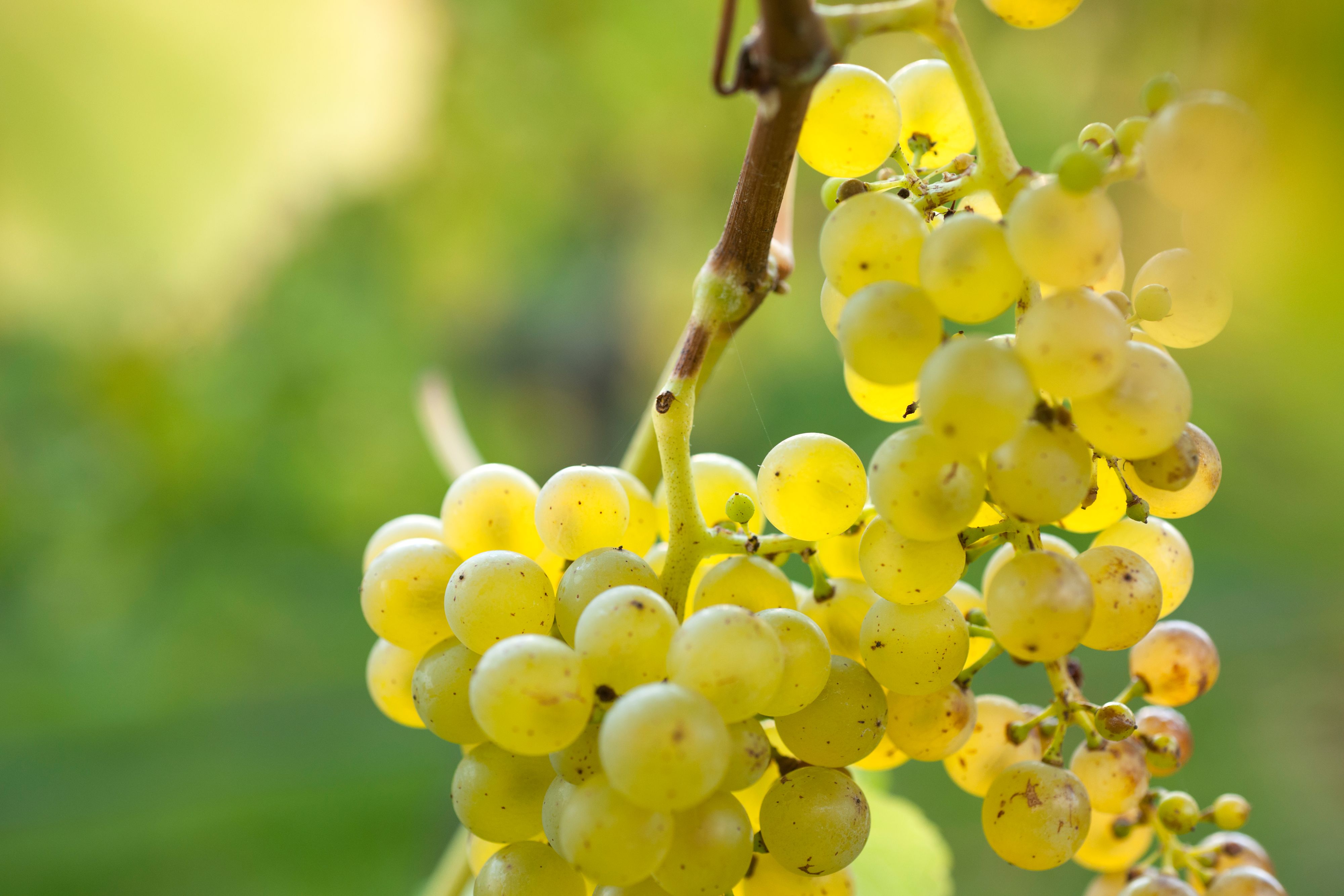 Grape bunch on the vine