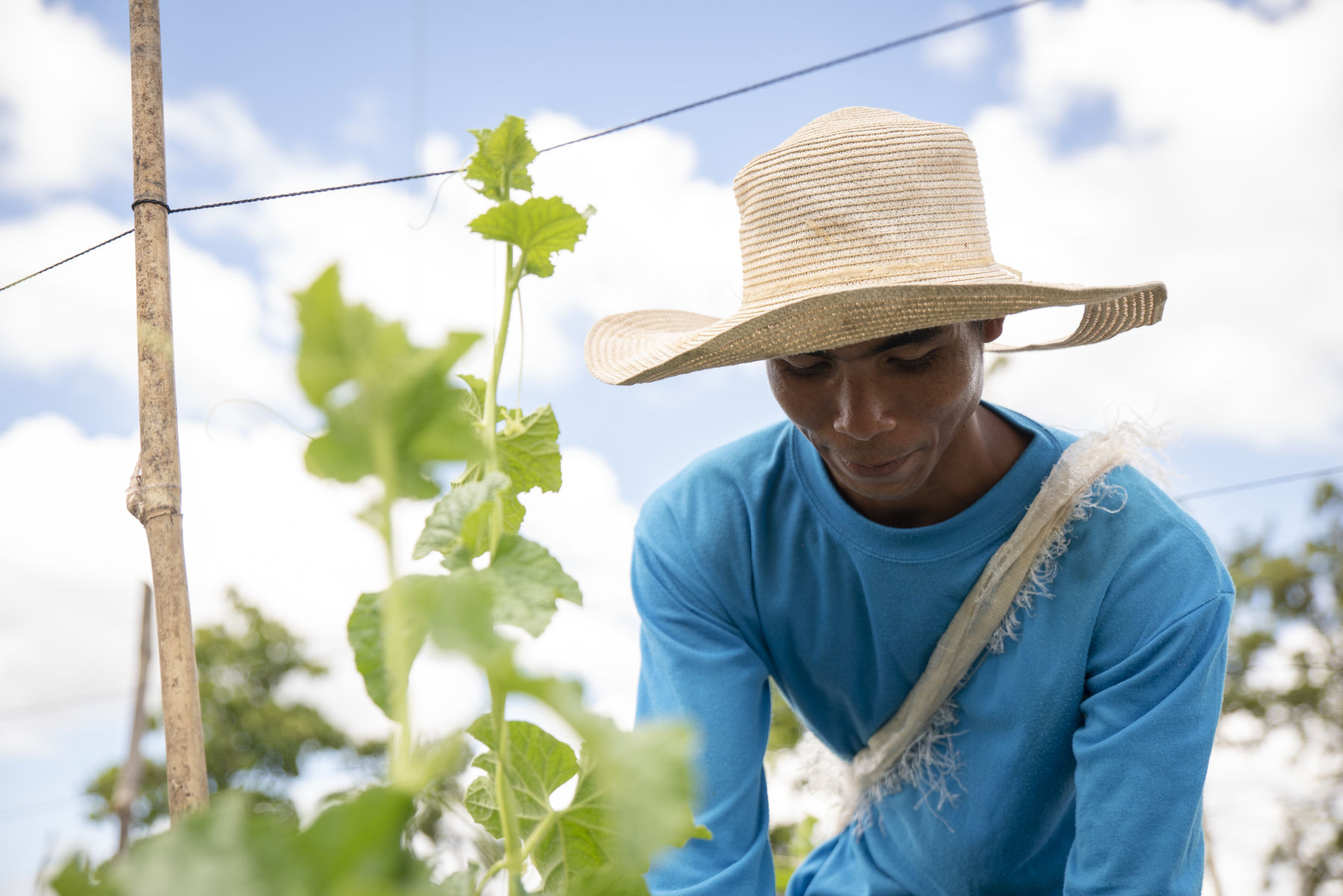 Improving the livelihoods of Cambodian vegetable growers