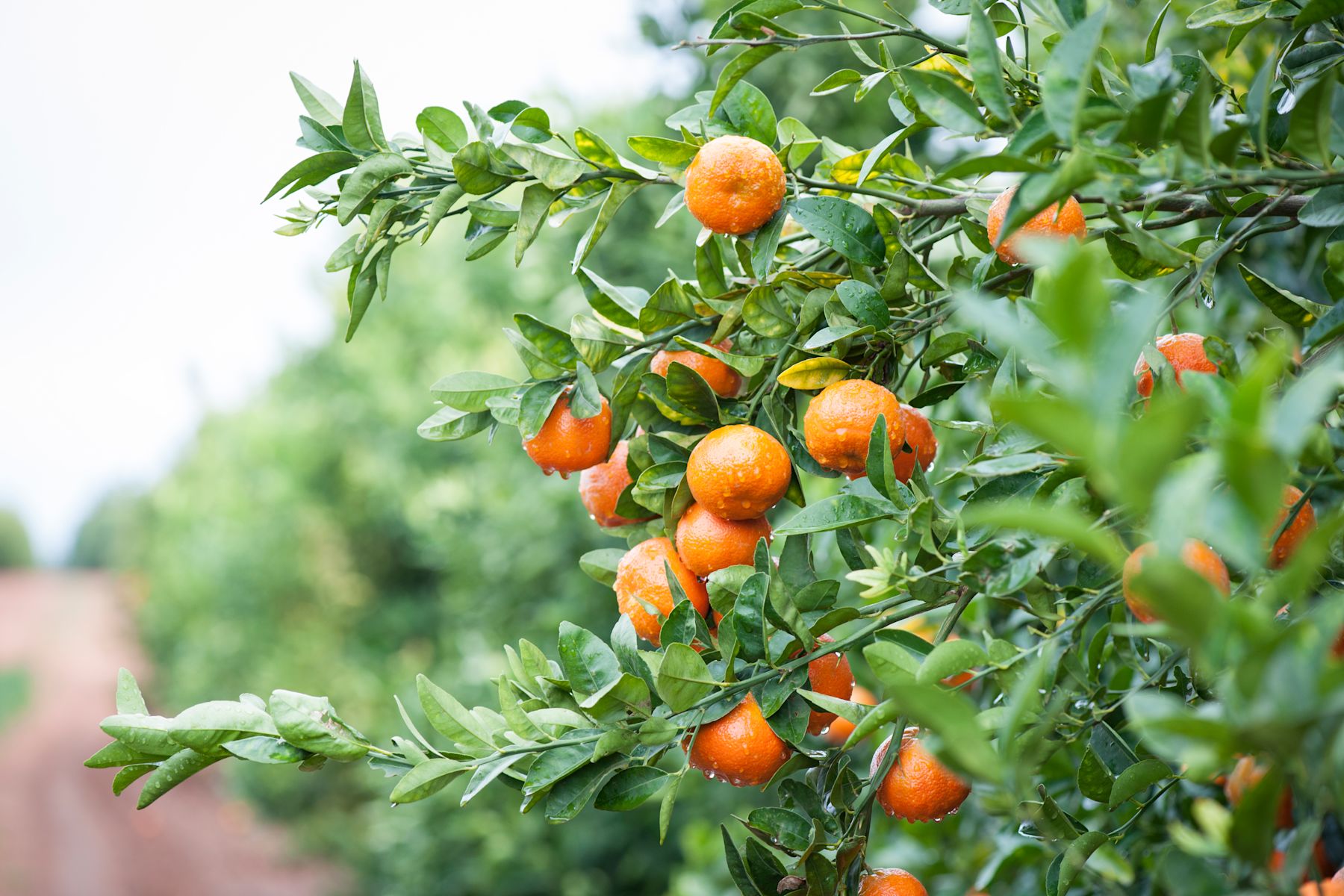 Citrus NZ Industry Conference