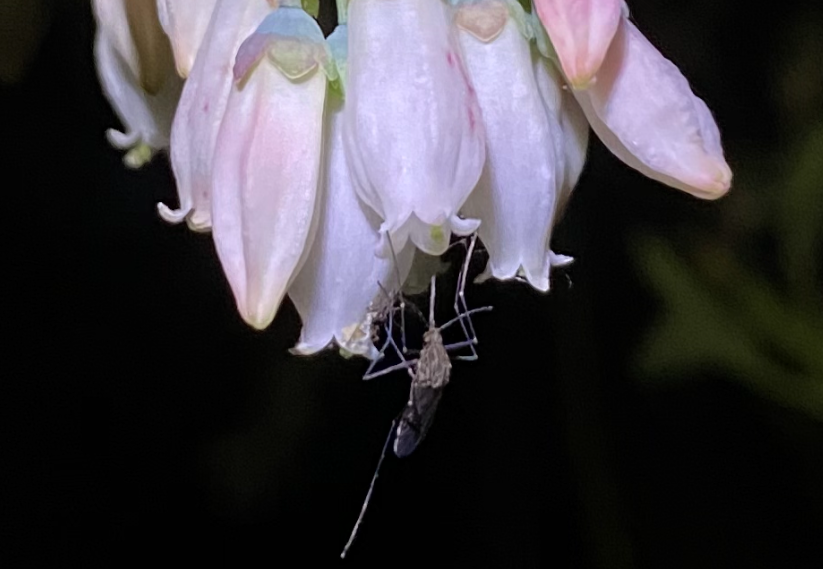 Pollinator by night