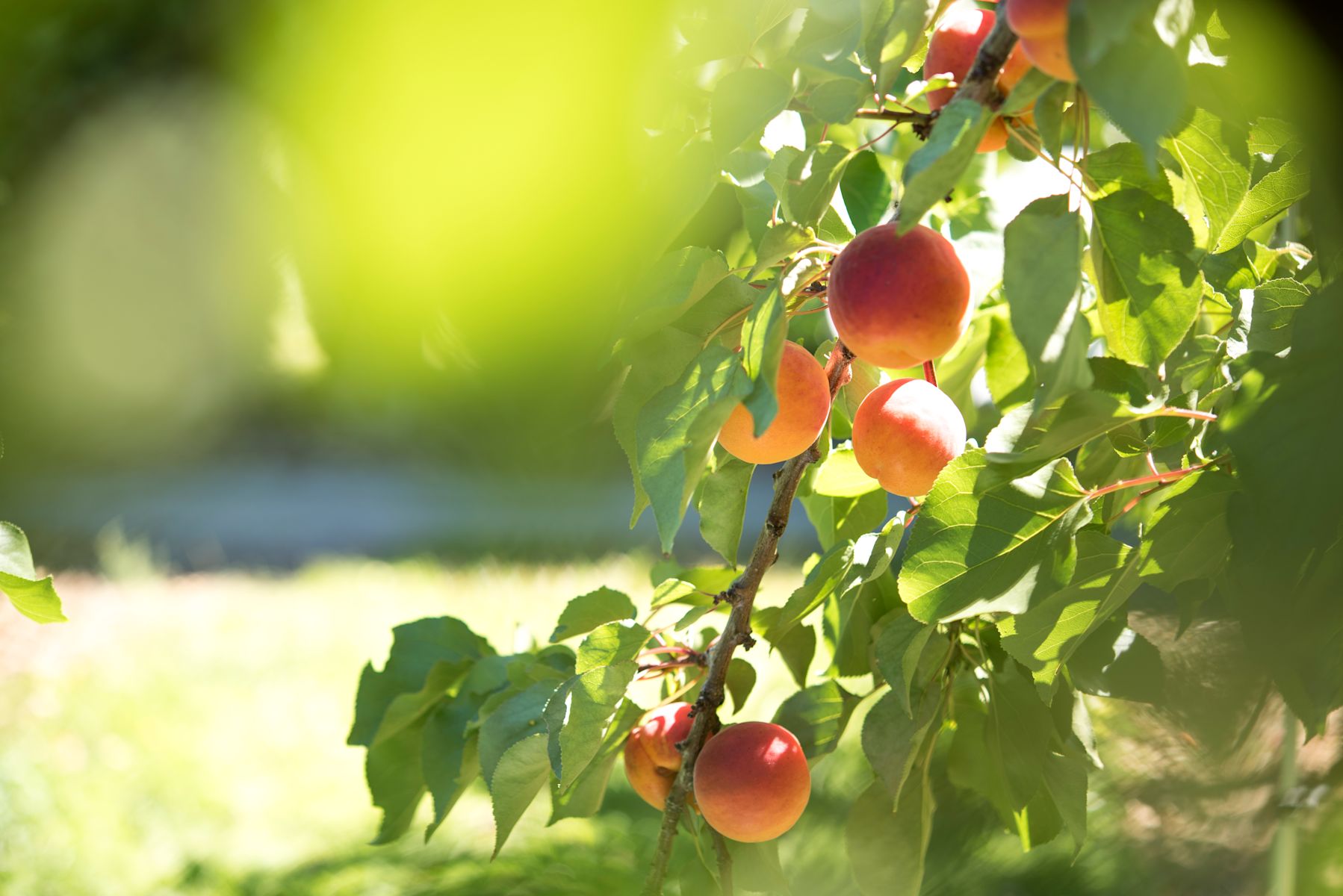 New apricots to establish Asian market