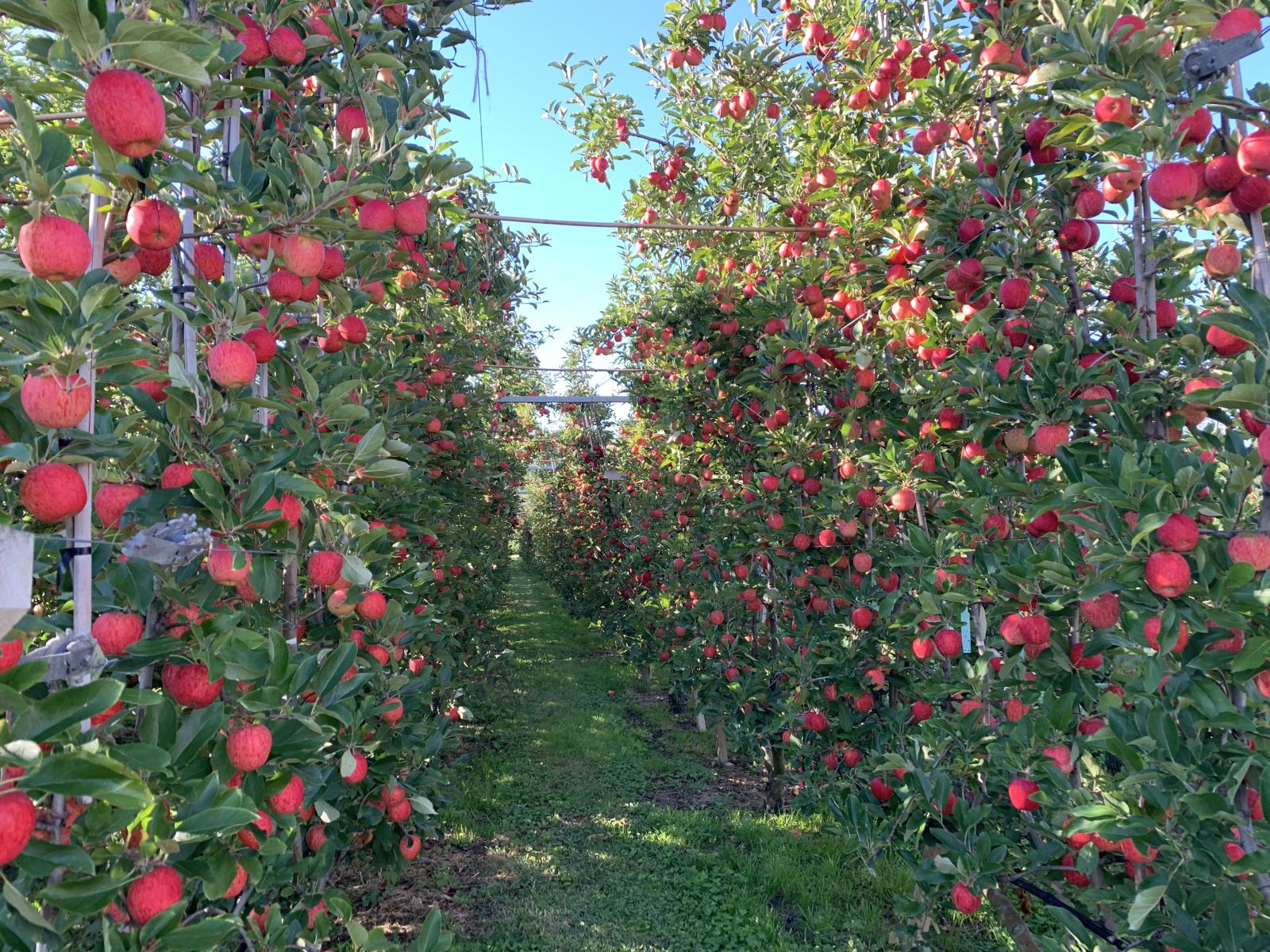 The Future Orchard