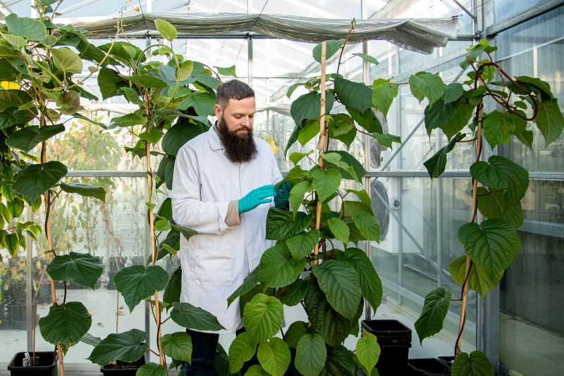 Green light for red kiwifruit 