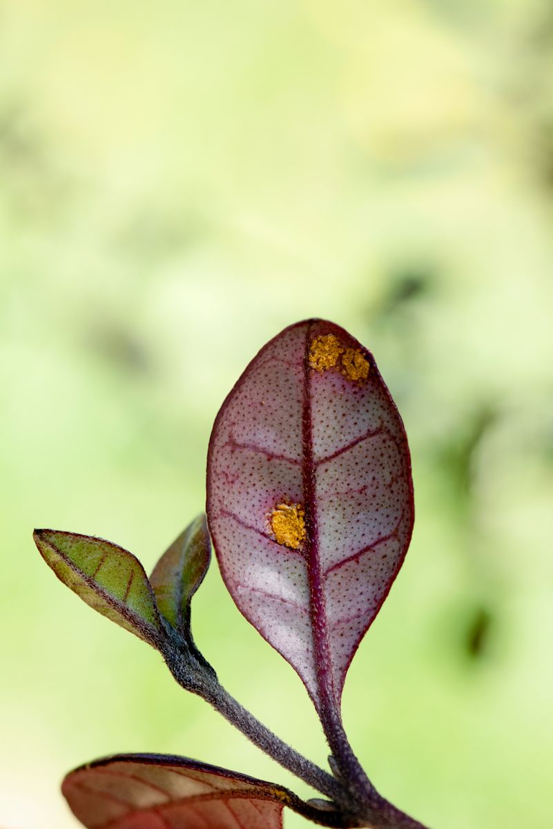 Conservation strategies to combat myrtle rust in Aotearoa