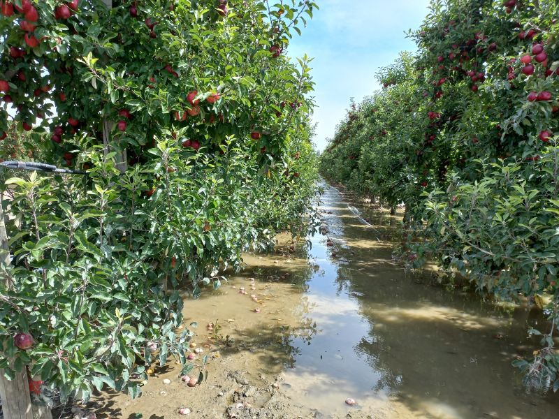 Survey findings provide insights into Cyclone Gabrielle’s impact on apple orchards