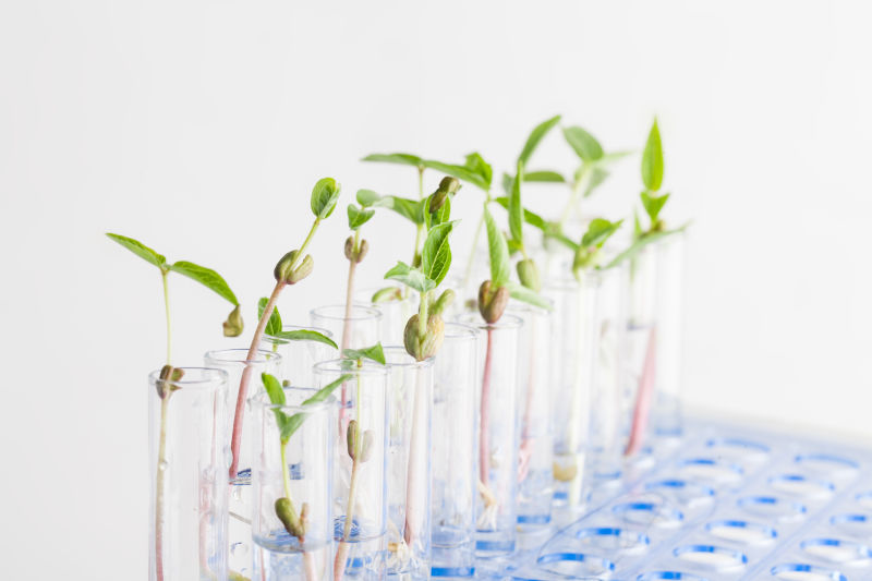 Five steps to a gene edited plant