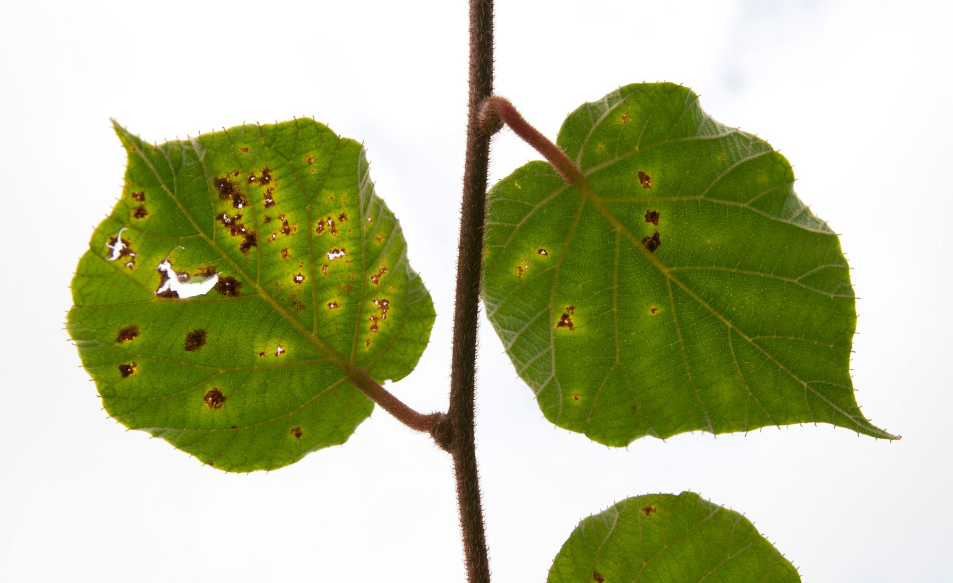 Australasian Plant Pathology Society Biennial Conference 