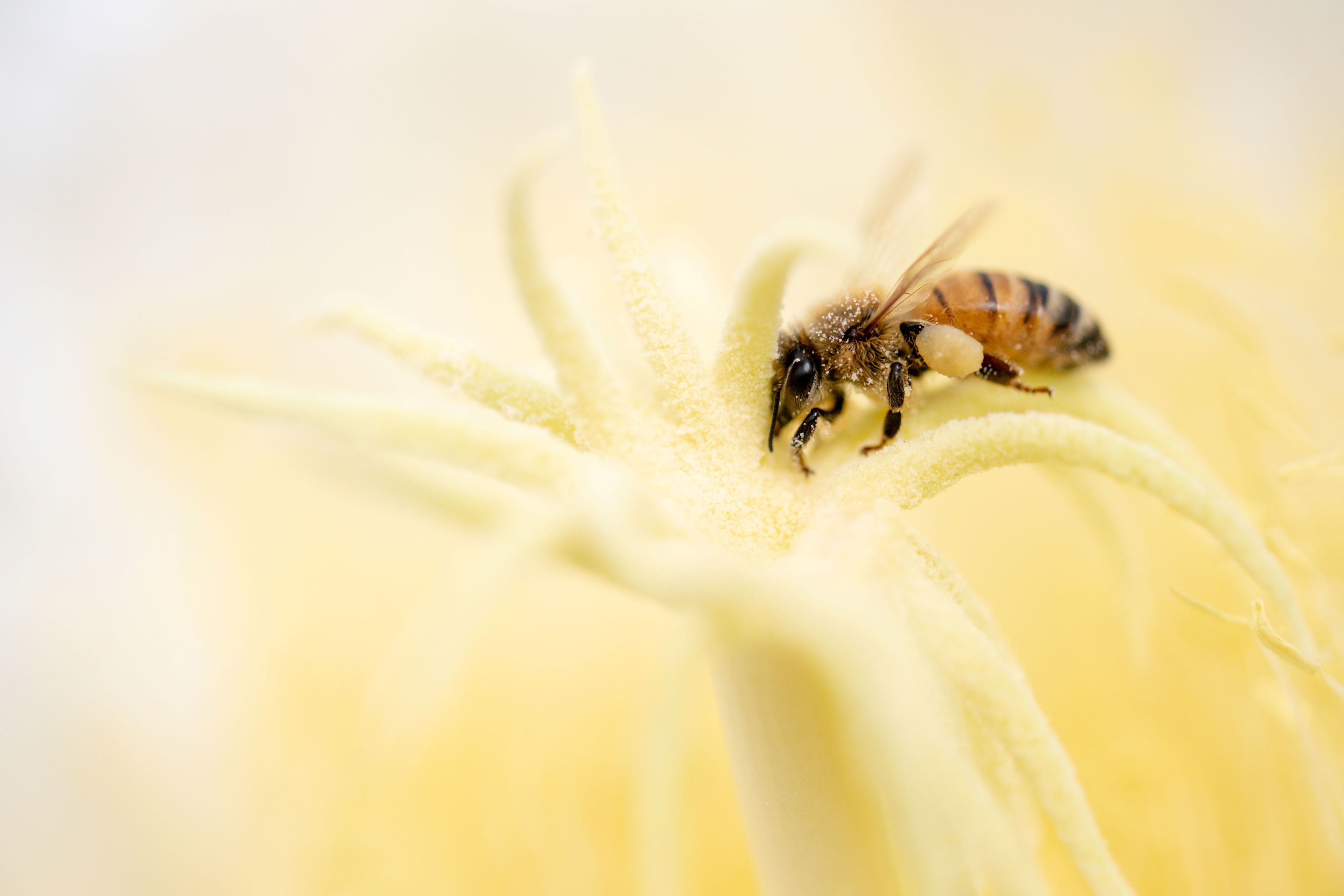 Ecotoxicological testing bee on flower