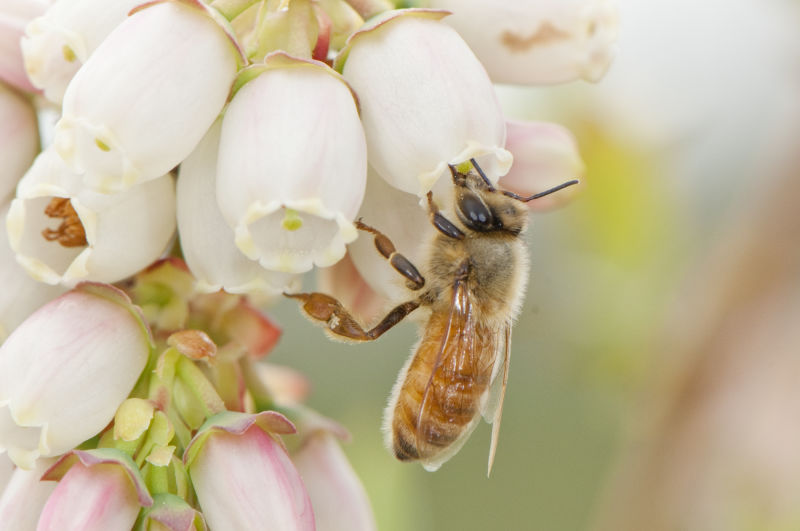 Honey bees with other pollinating insects make for a resilient and productive combo