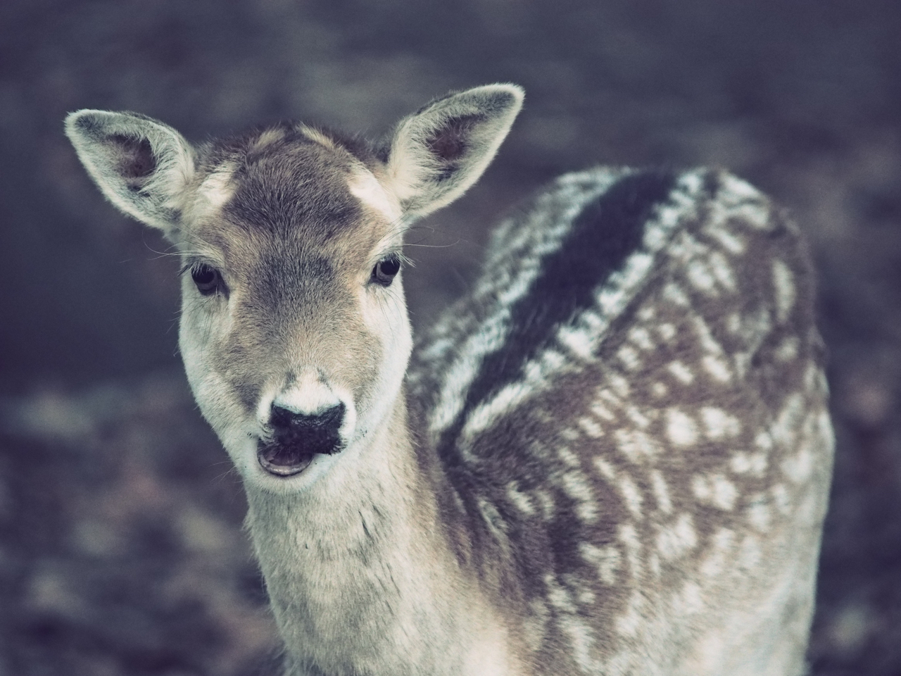 Tierfotografie in der Natur und im Zoo