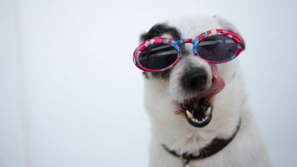 Close-up of a funny dog wearing sunglasses