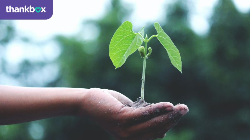Sustainable living - nurturing a plant image