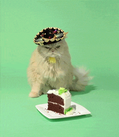 A diva cat stares at a birthday cake
