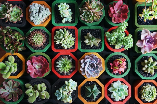 Tray of succulents