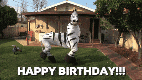 Crazy zebra birthday dance