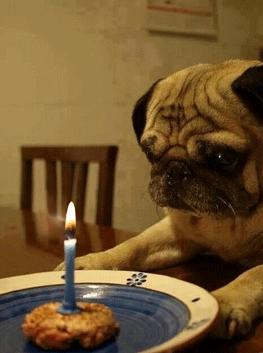 A pug staring at a birthday muffin with candle