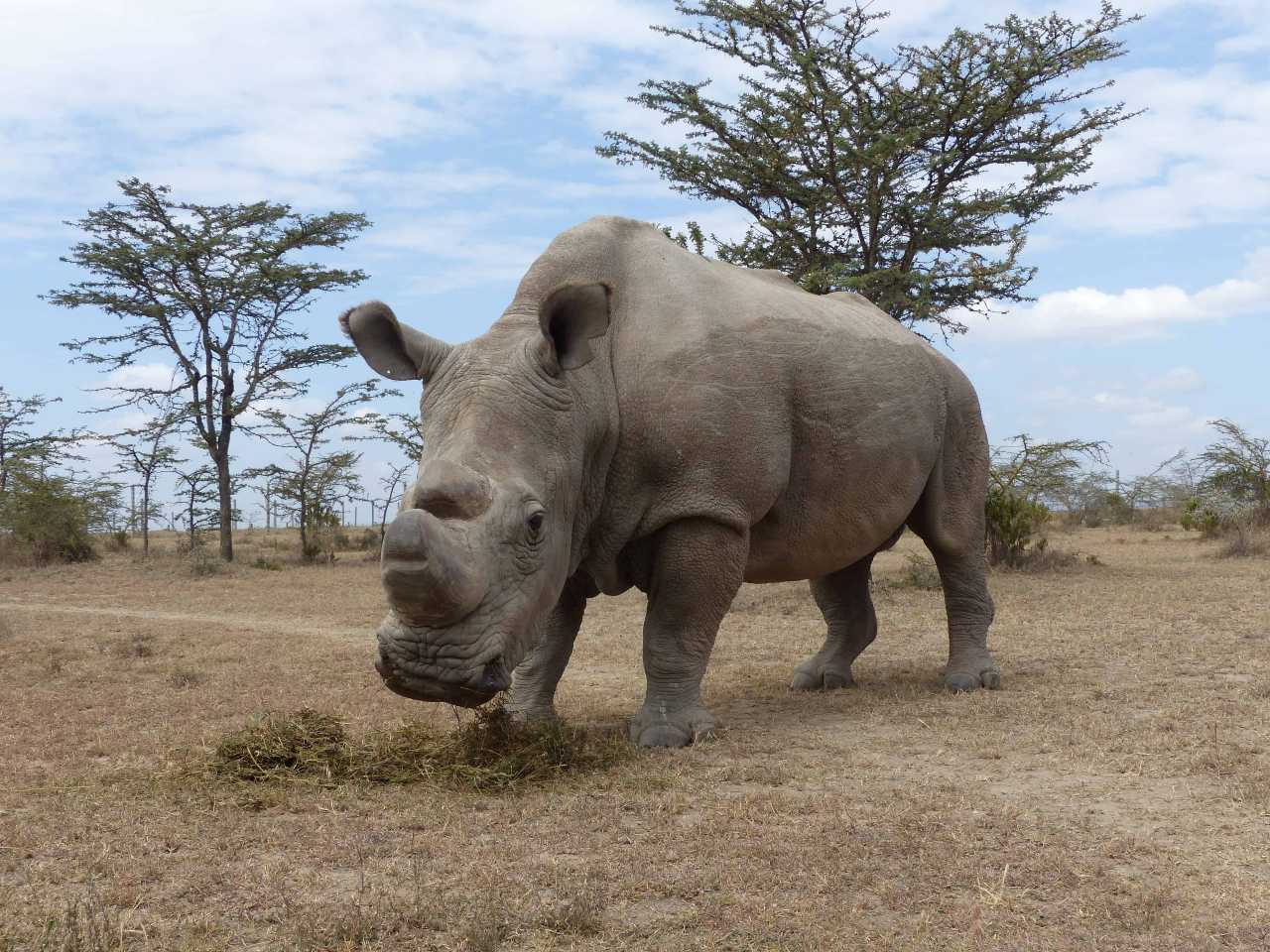 One of the last two northern white rhinos on Earth.