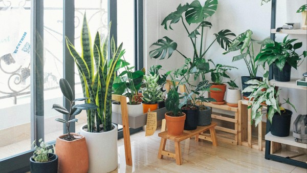 Potted Green Indoor Plants