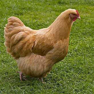 What are Buff Orpington chickens? thumbnail