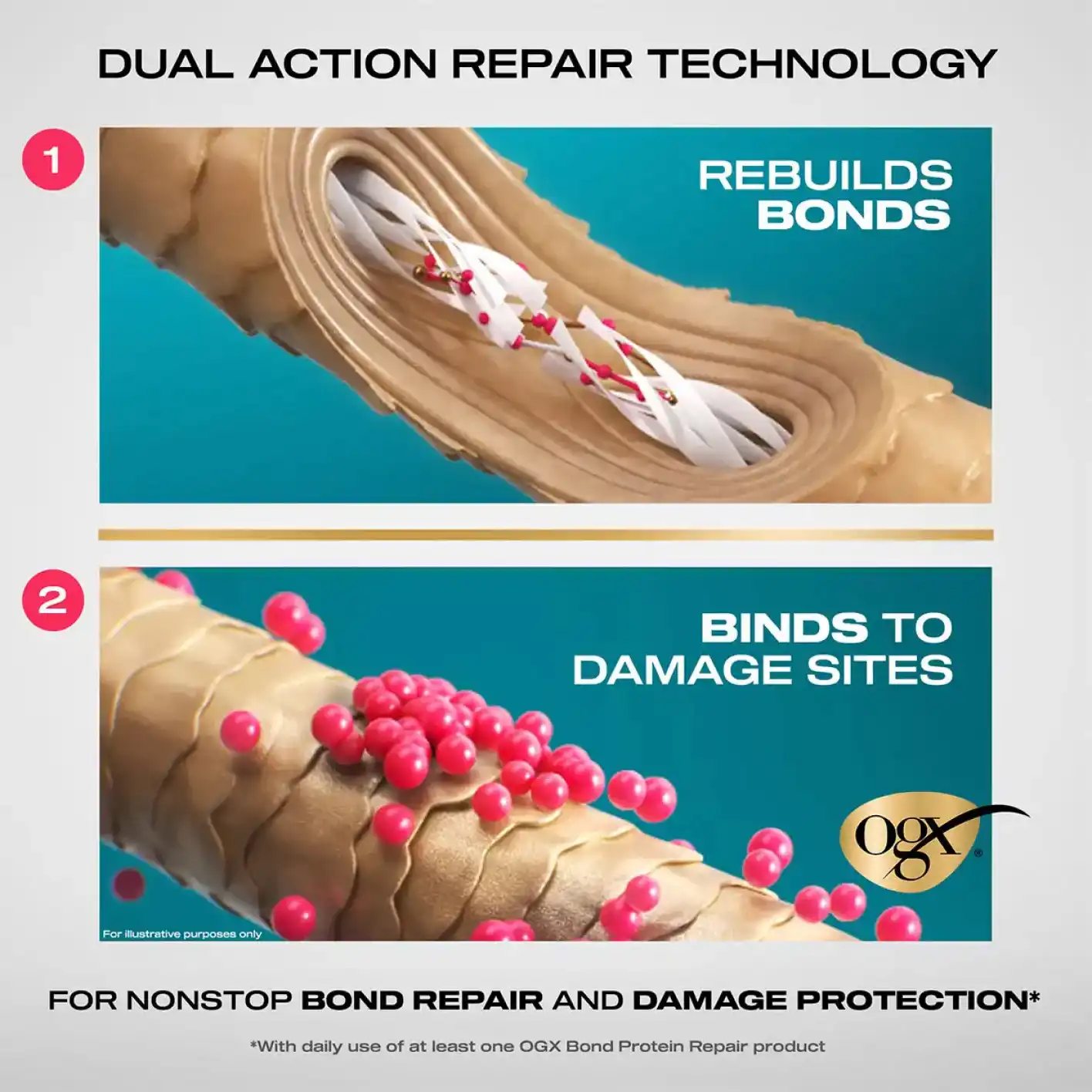 Image displaying how OGX Bond Protein Repair rebuilds Bonds and Binds to Damage Sites