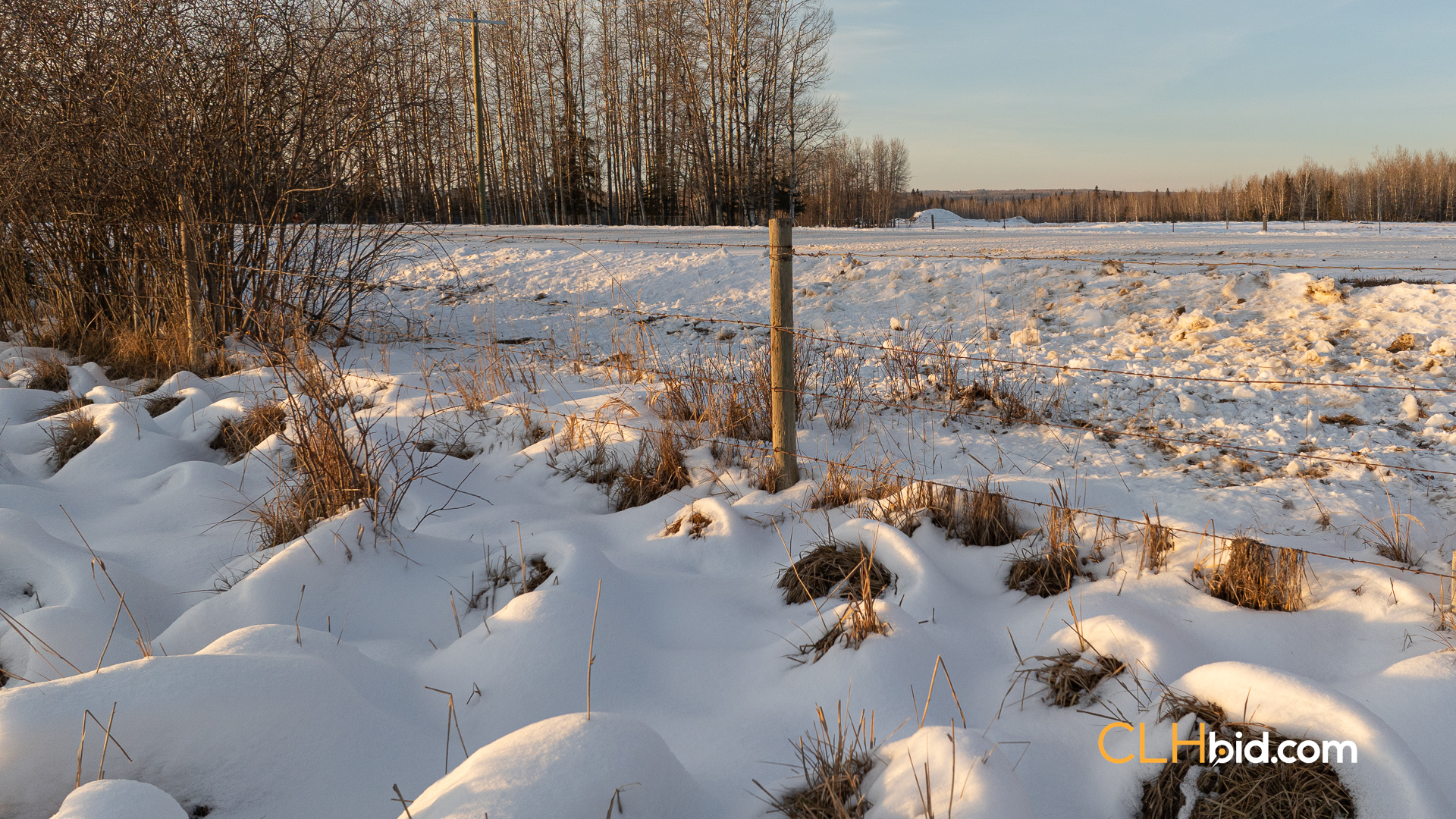 Web169-AcresOfPedigree-14