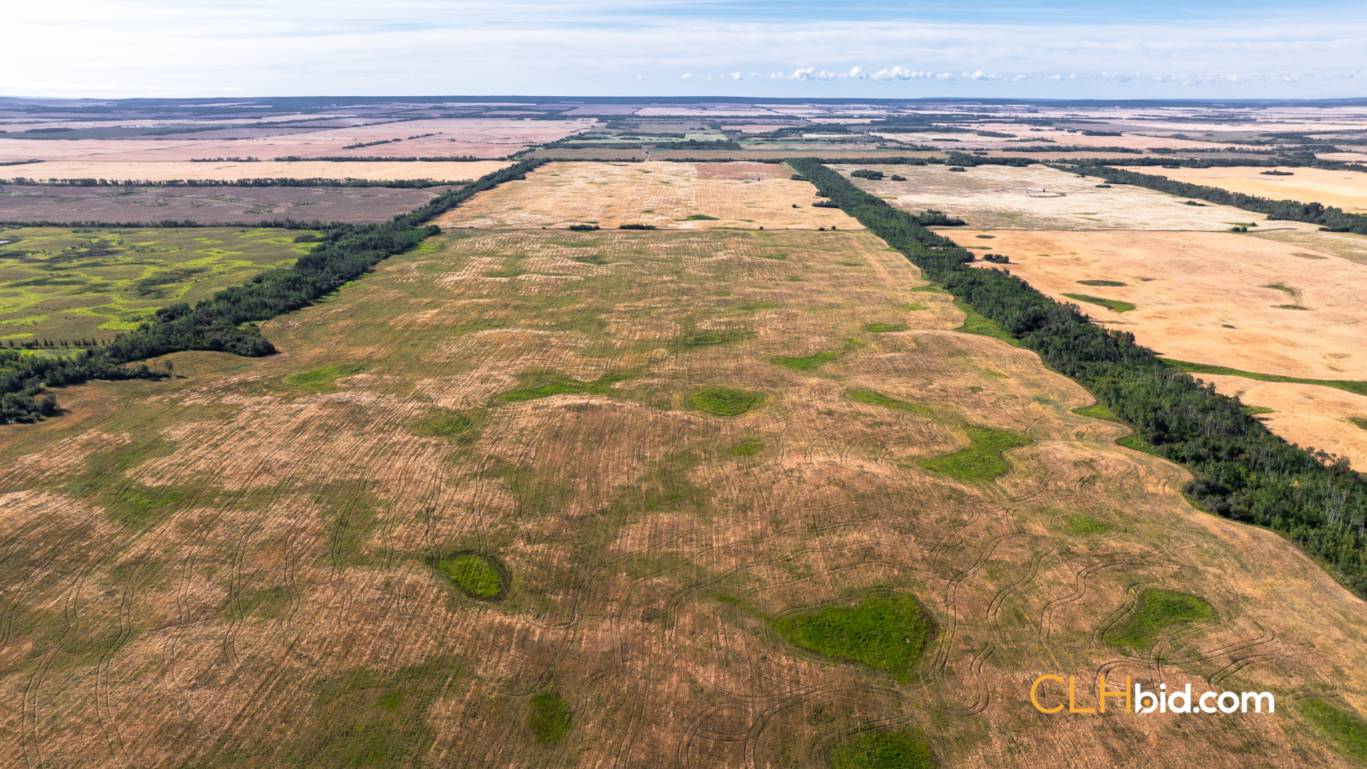 Web Veteran Legacy-6