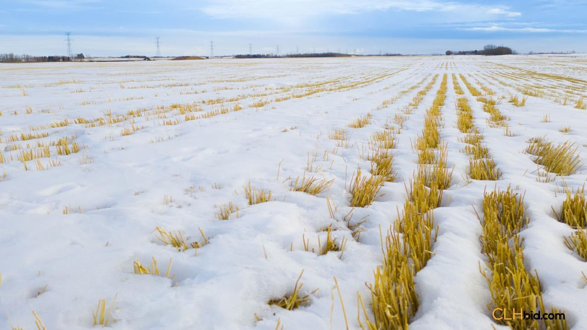 emeraldatgibbons-1-10