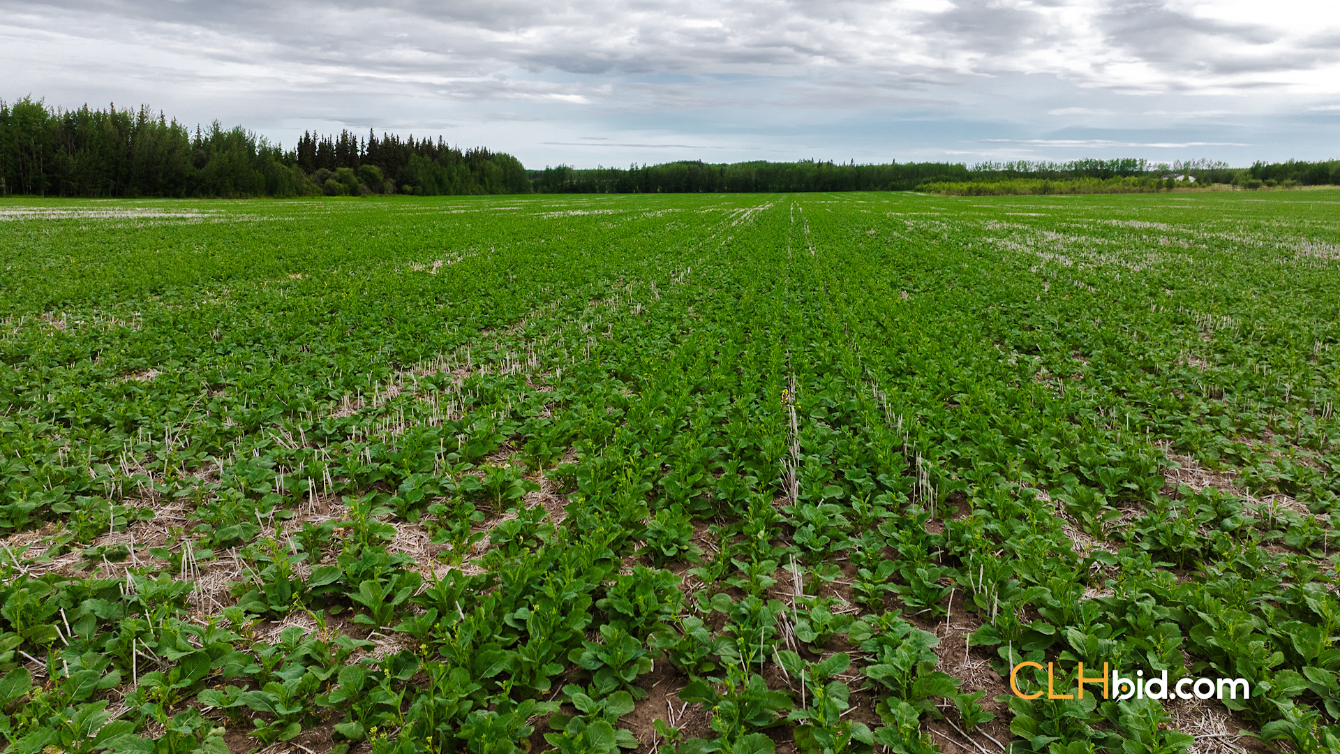 Web Triple Off Hwy 59-1