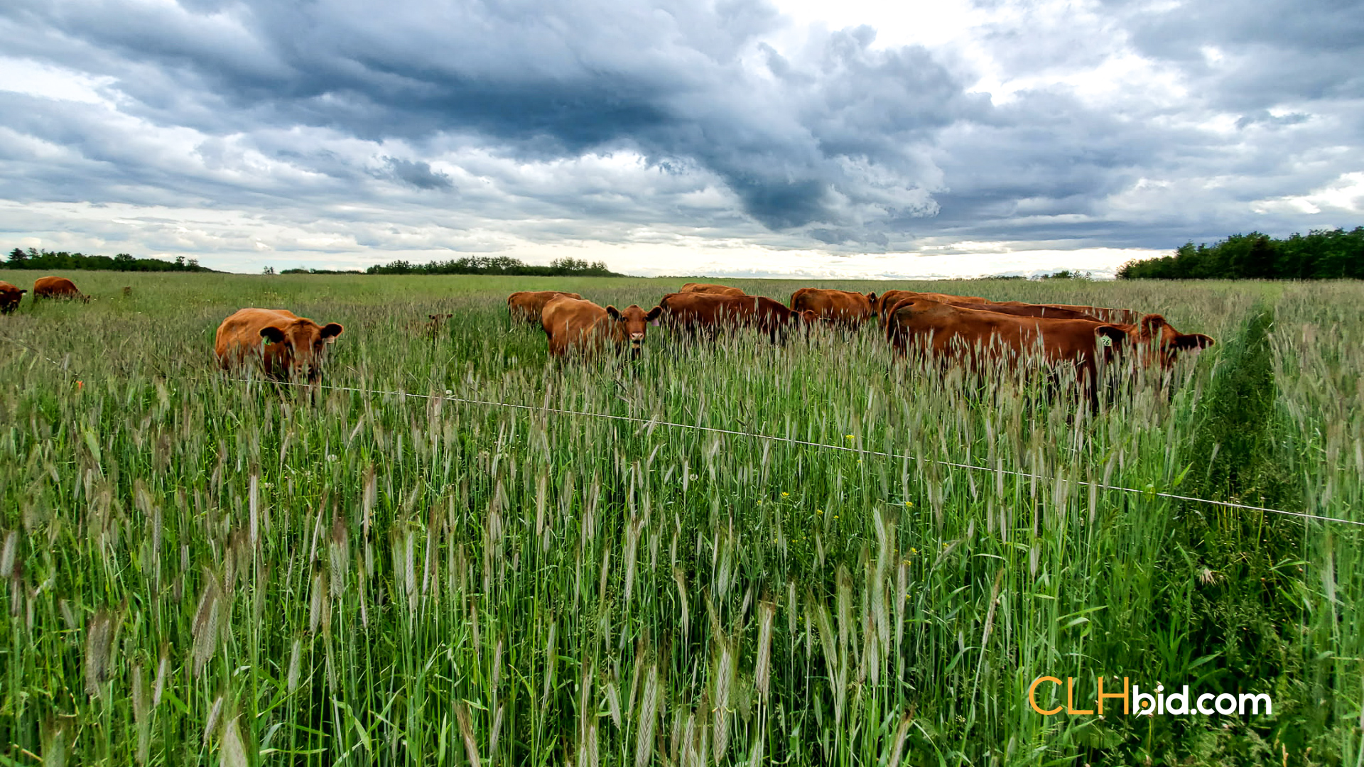 Web-CochraneDynastySummer-7