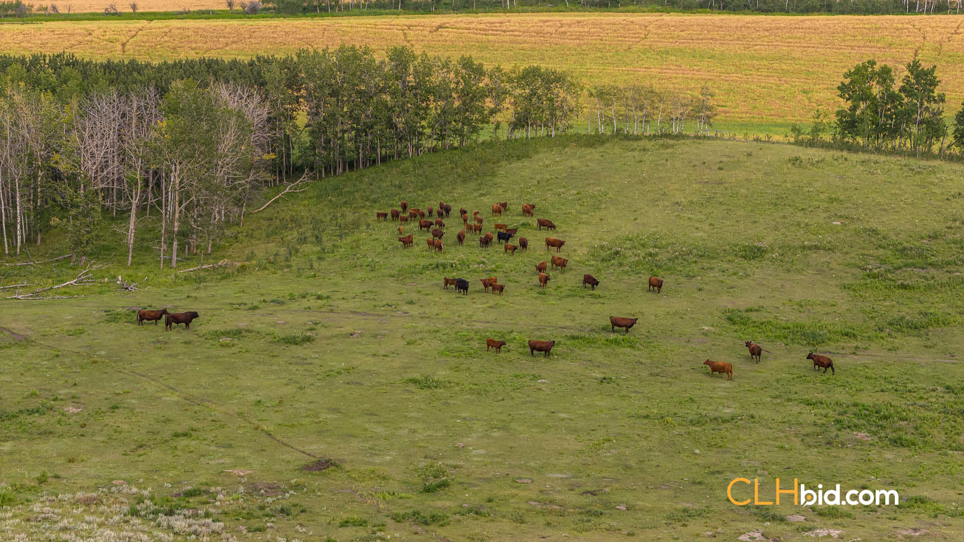 Web-CattleCorner-8