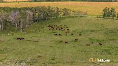 Cattleman's Corner