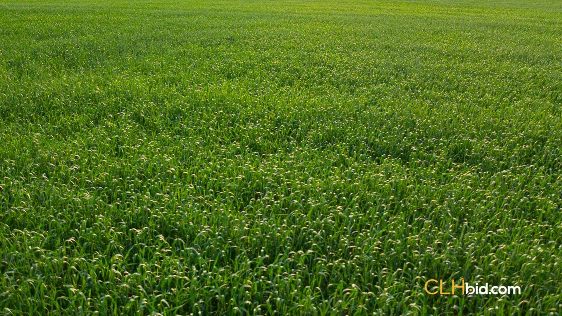 directlinelassiterroad-2-2