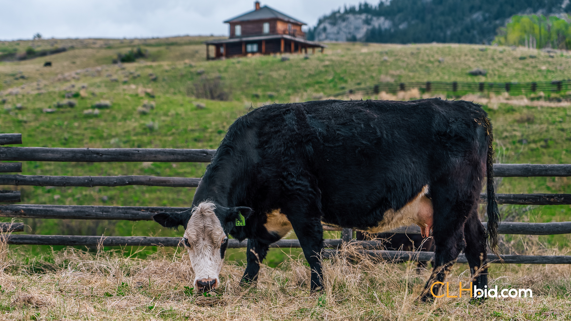 Web Hat Creek Cattle-5