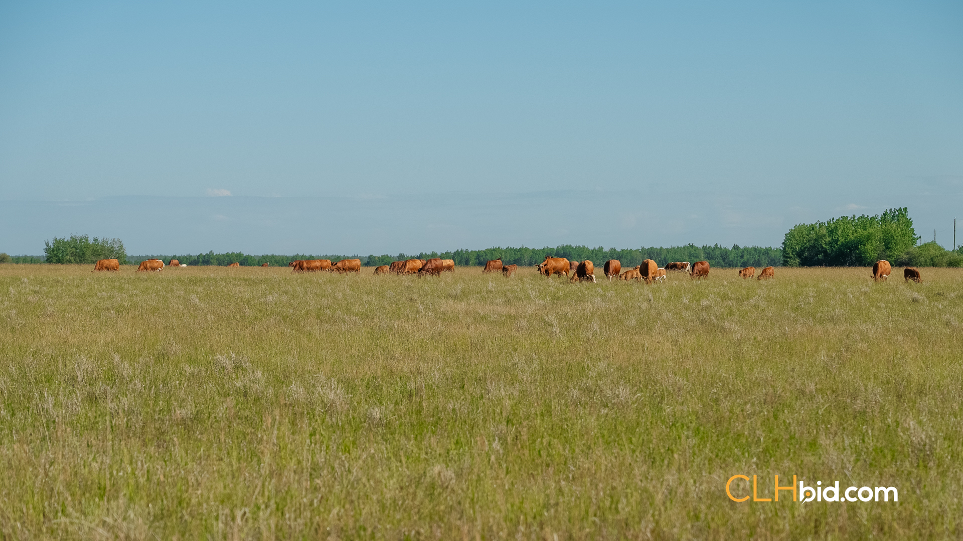 Web Rustlers Roost-25