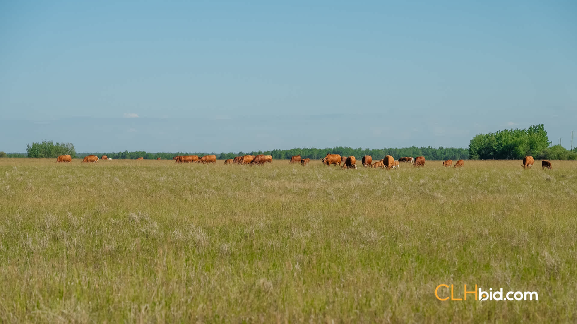 Web Rustlers Roost-25