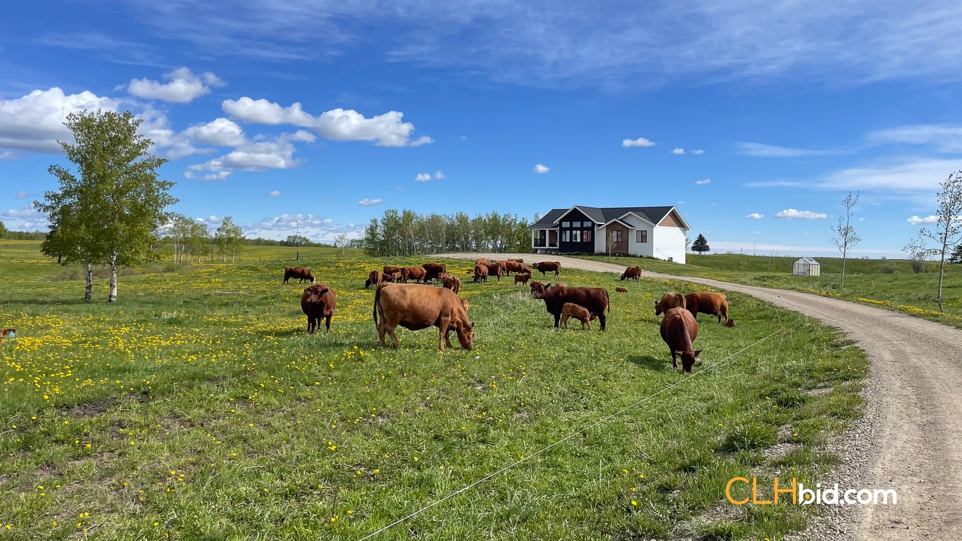 Web-CochraneDynastySummer-6